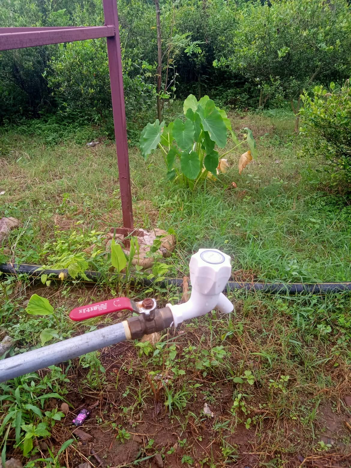 Irrigation pipe and water outlet in a cultivated area